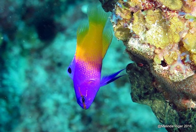 fairy-basslet-melinda-riger-g-b-scuba