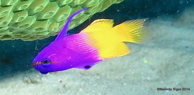 fairy-basslet-melinda-riger-grand-bahama-scuba