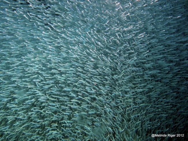 fish-frenzy-melinda-riger-gbs