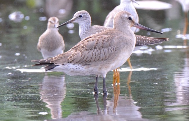 hudsonian-godwit-abaco-stewart-neilson-1