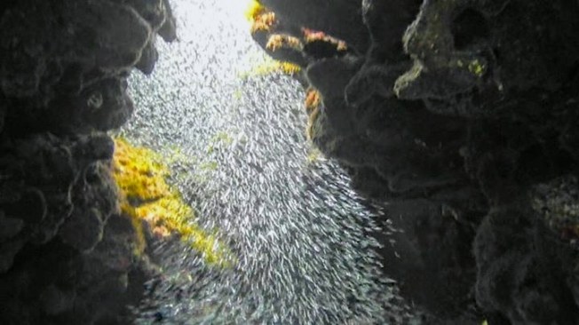 silversides-waterfall-abaco-kay-politano