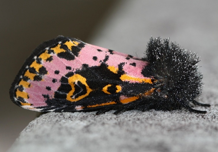 spanish-moth-robert-siegel-stanford-edu