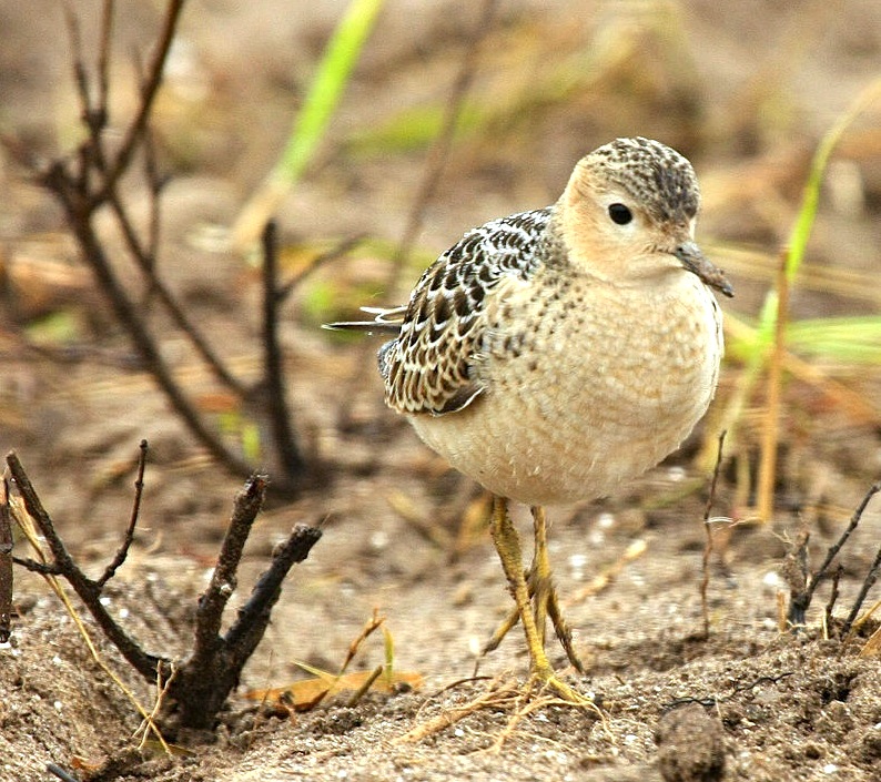 tryngites_subruficollis_-tim-lenz-wiki-sm