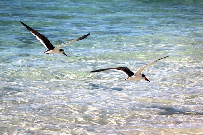 Black Skimmers, Abaco, Bahamas (Charmaine Albury)