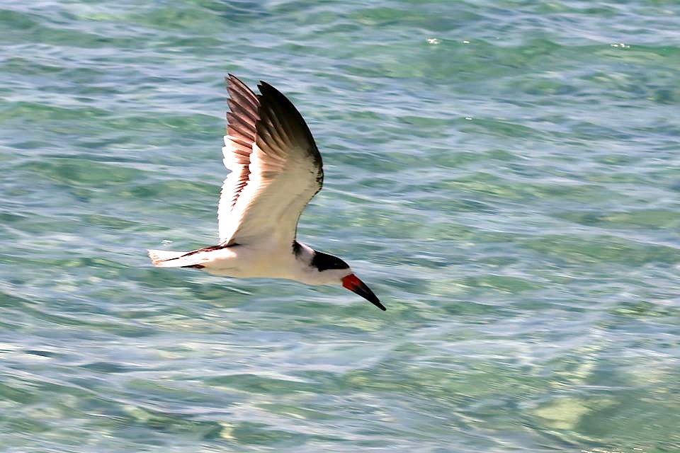 Black Skimmer, Abaco Bahamas (Charmaine Albury)