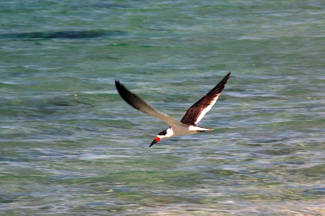 Black Skimmer, Abaco Bahamas (Charmaine Albury)