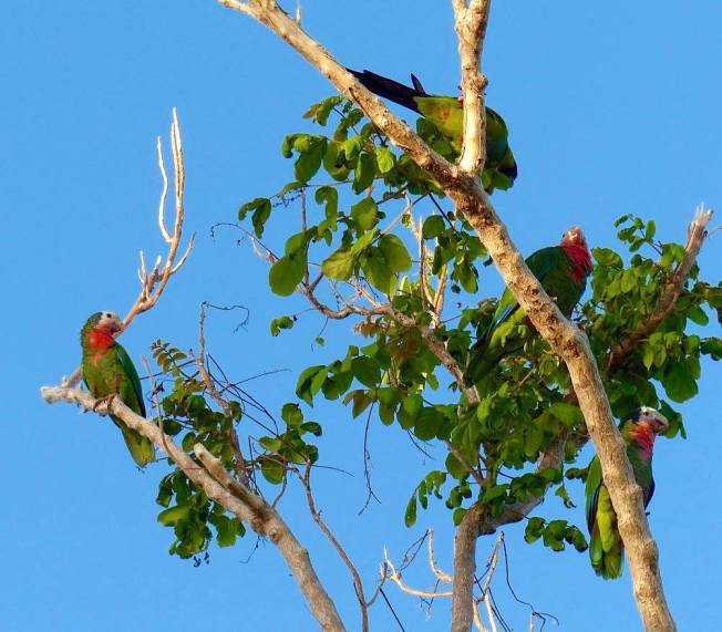 Cuban (Abaco) Parrot, Nassau (Lynn Gape BNT)