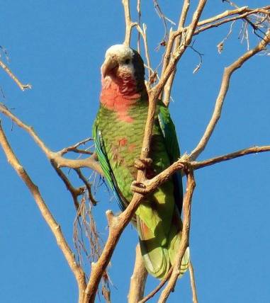 Cuban (Abaco) Parrot, Nassau (Lynn Gape BNT)