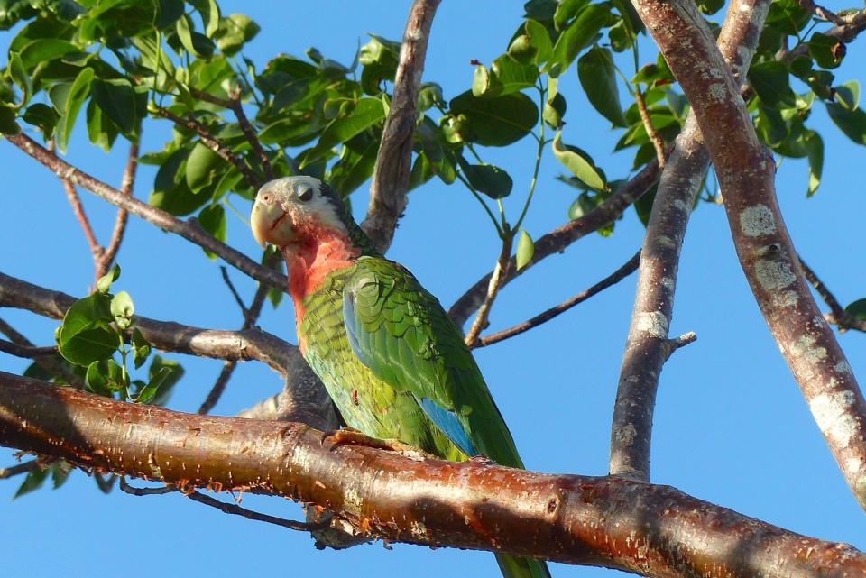 Cuban (Abaco) Parrot, Nassau (Lynn Gape BNT)