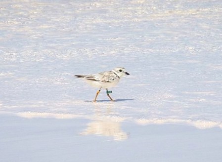 Piping Plover 2-aug-4-long-beach-Abaco-5-birds-inc-ylo