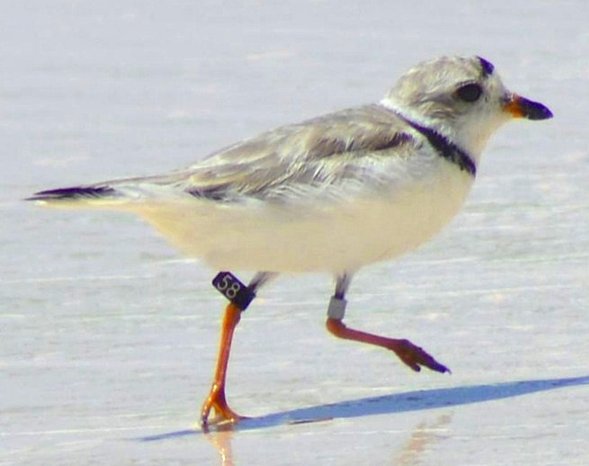 Piping Plover from Newfoundland: 4-aug-6-winding-bay abaco -keith kemp-jpg