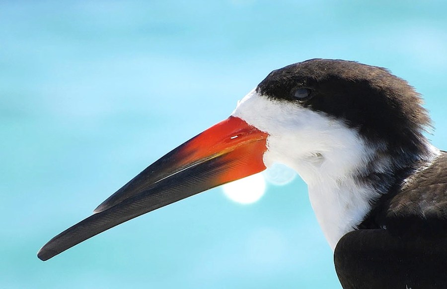 black-skimmer-close-up-don-faulkner-wiki