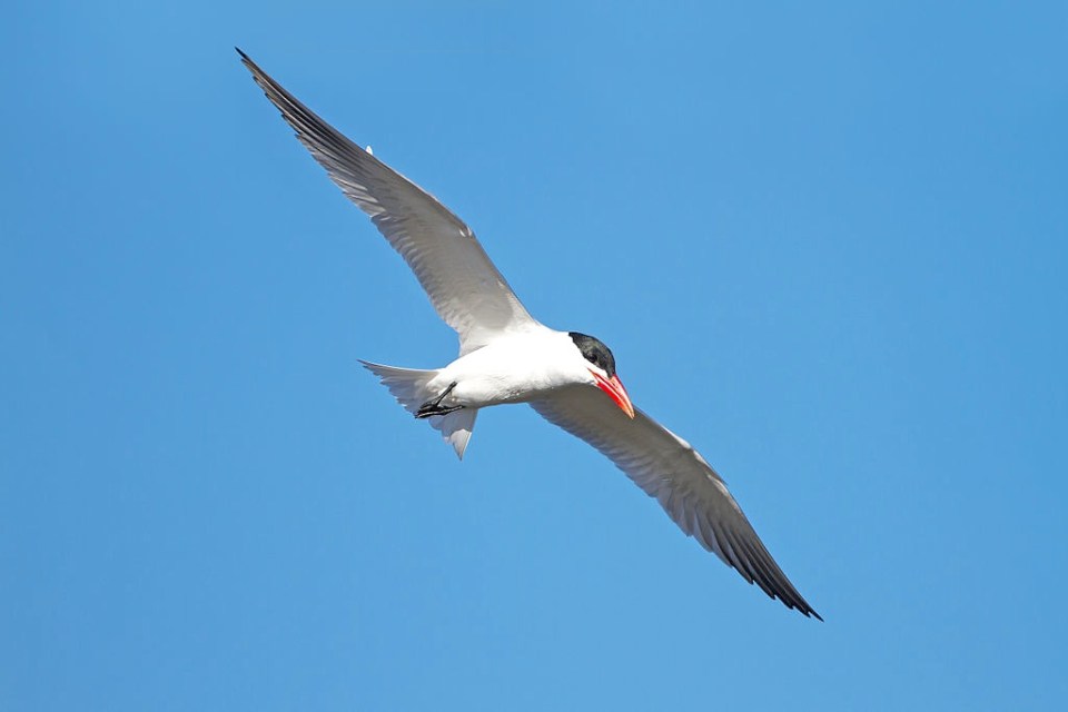 caspian-tern-in-flight-j-j-harrison-wiki