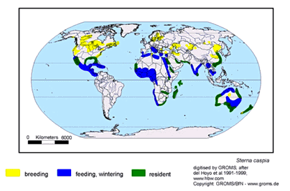 caspian-tern-planetofbirds