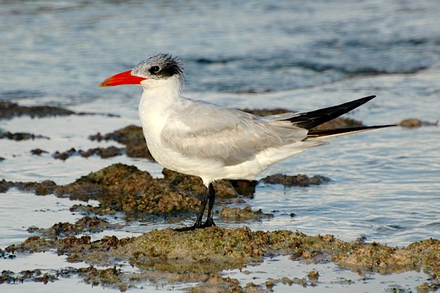 caspian-tern-wb-dsc_1587-copy-2