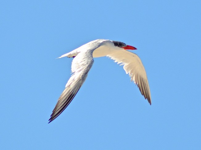 Caspian Tern Abaco Bahamas (Keith Kemp)