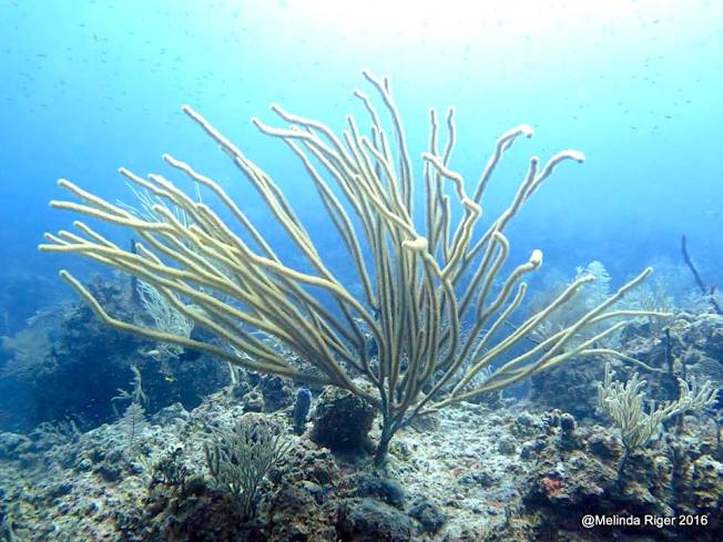 coral-melinda-riger-gb-scuba