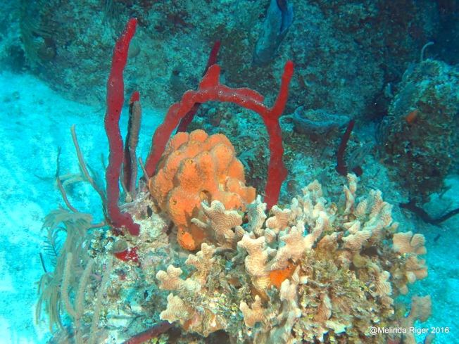 coral-reef-2-melinda-riger-g-b-scuba