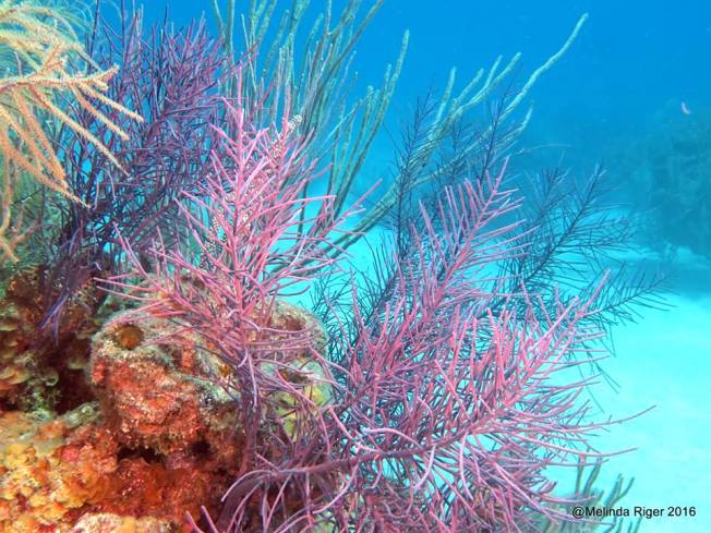 coral-soft-corals-melinda-riger-g-b-scuba