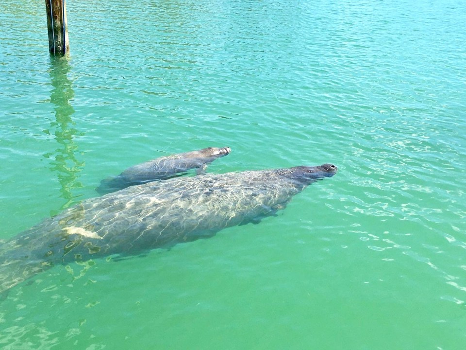 Rita the Mantee & her new baby. Bahamas (BMMRO)