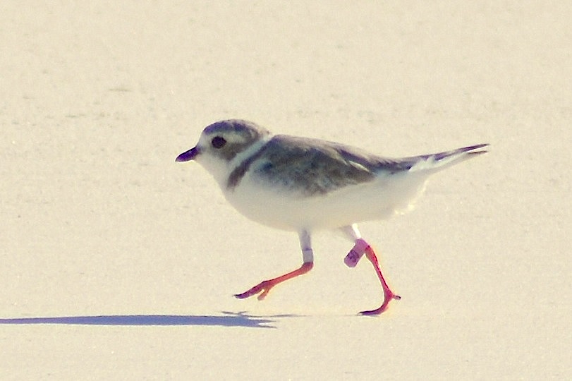 Piping Plover, Abaco Bahamas: pink flag 50 (Keith Kemp)