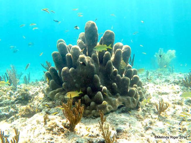 pillar-coral-melinda-riger-gb-scuba