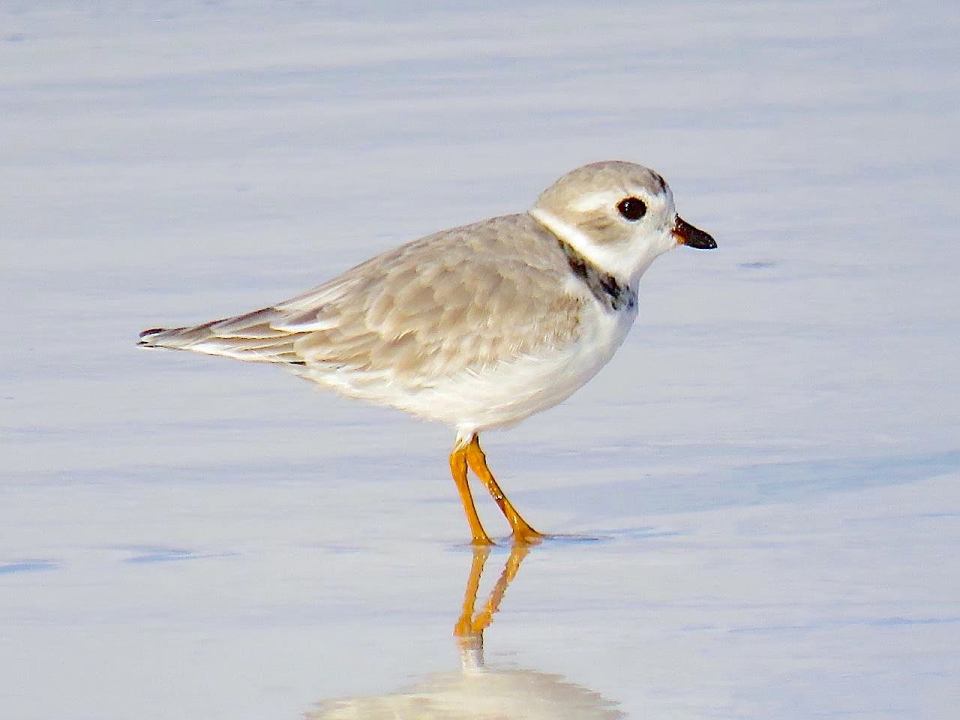 piping-plover-delphi-beach-Abaco-peter-mantle-11-16
