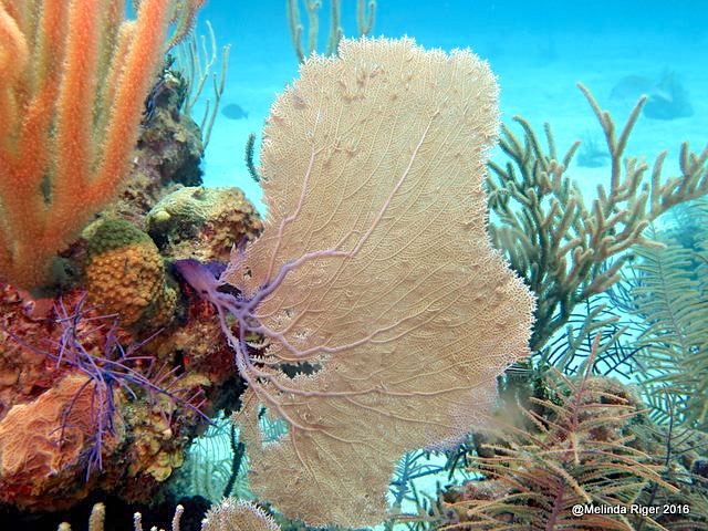 purple-sea-fan-melinda-riger-g-b-scuba-copy
