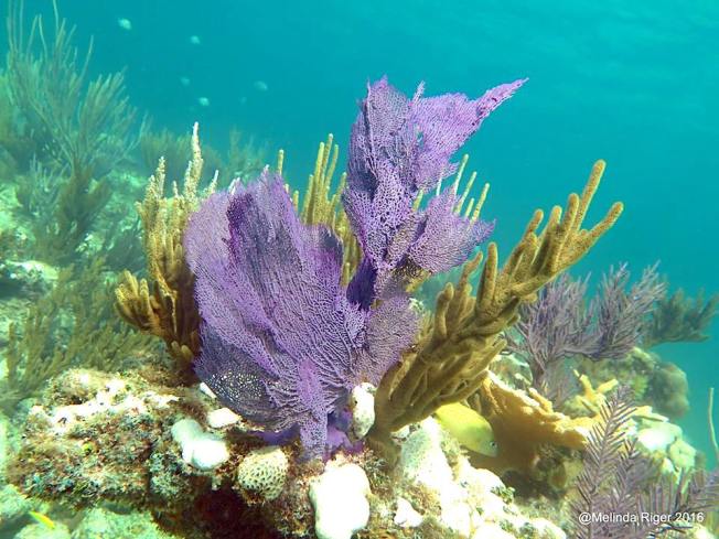 purple-sea-fan-melinda-riger-g-b-scuba