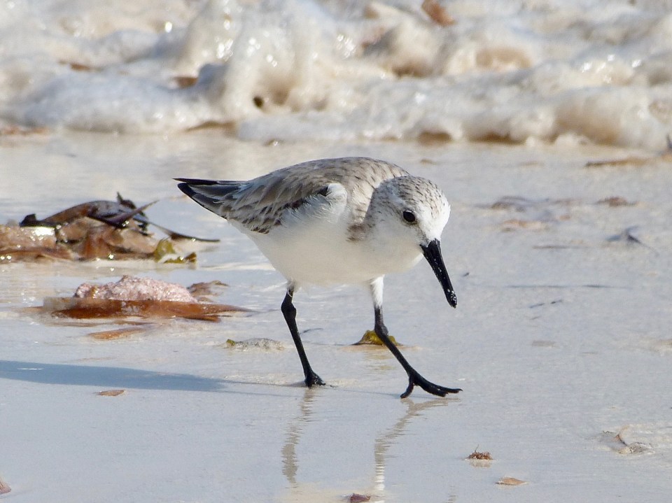 sanderling-on-delphi-beach-abaco-keith-salvesen-4