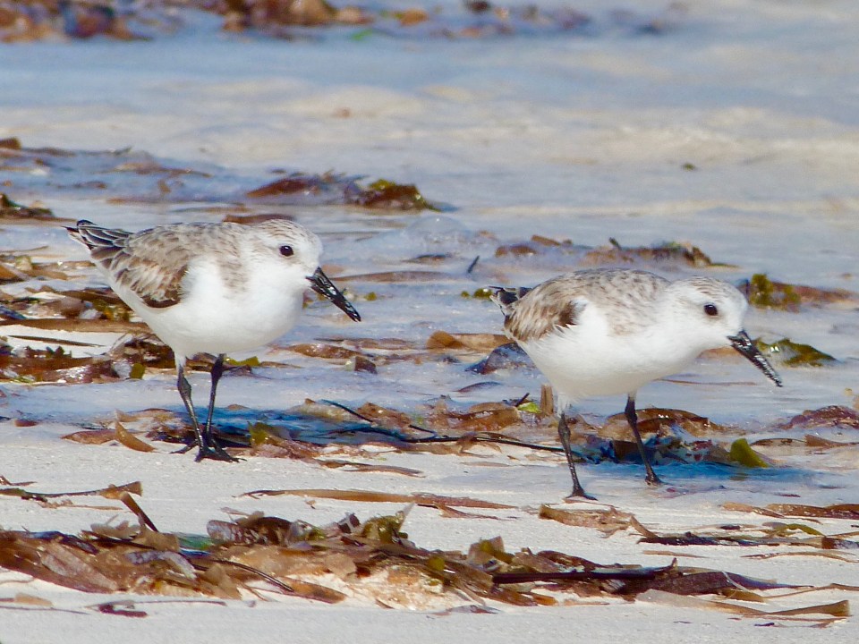 sanderling-on-delphi-beach-abaco-keith-salvesen-6
