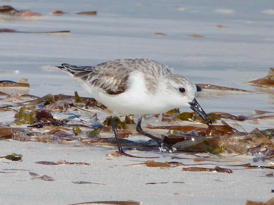 sanderling-on-delphi-beach-abaco-keith-salvesen-7