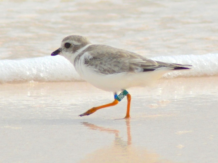 Piping Plover Jonesy, Abaco, Bahamas 2016 (Keith Kemp)