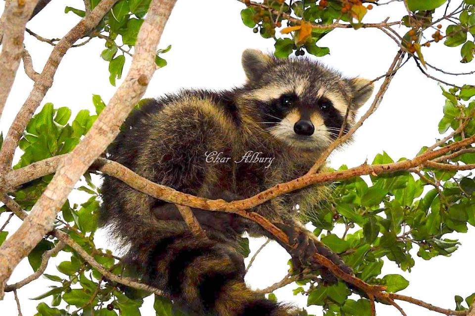 Raccoon, Abaco, Bahamas (Charmaine Albury)