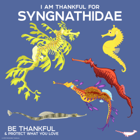 14991470_1159096584183417_5198894741175308852_o