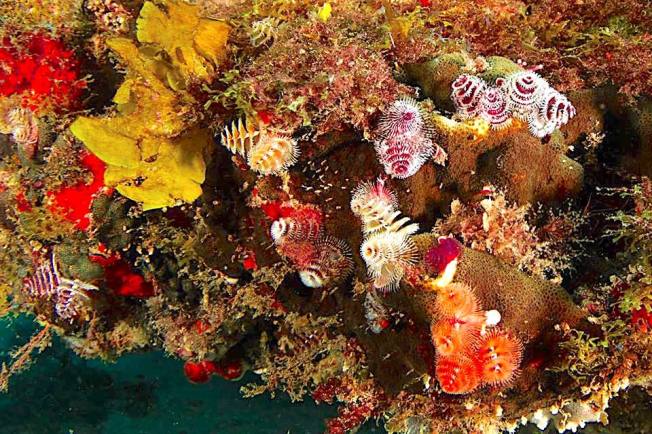 christmas-tree-worms-adam-rees-scuba-works-copy