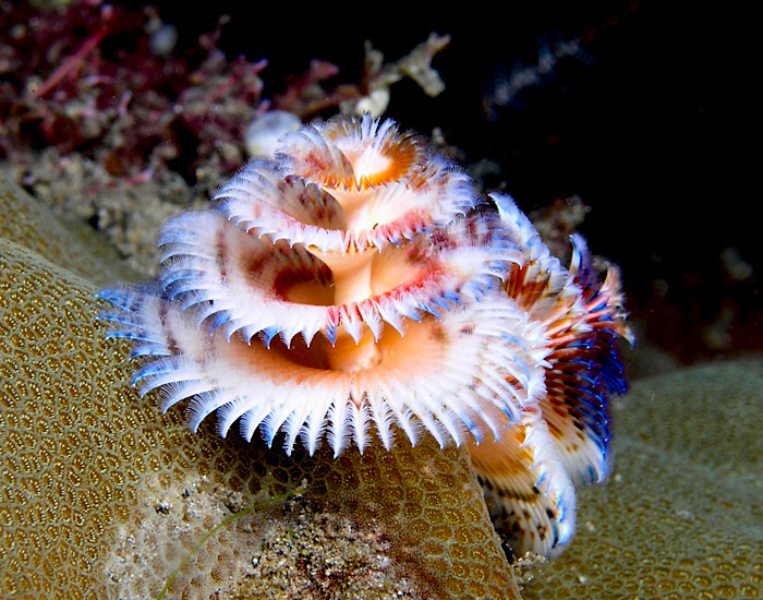 christmas_tree_worm-nick-hobgood-wiki