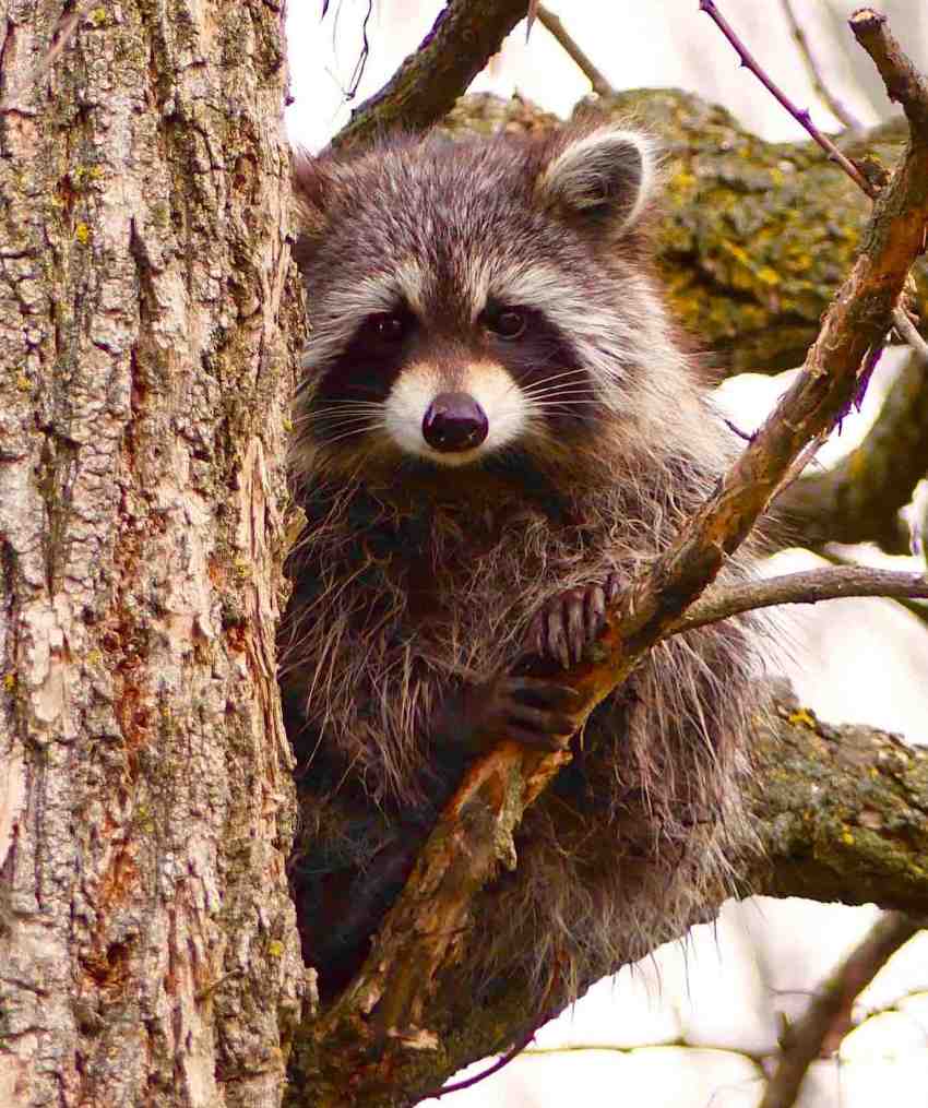 Raccoon (Cheryl Wile Ferguson)