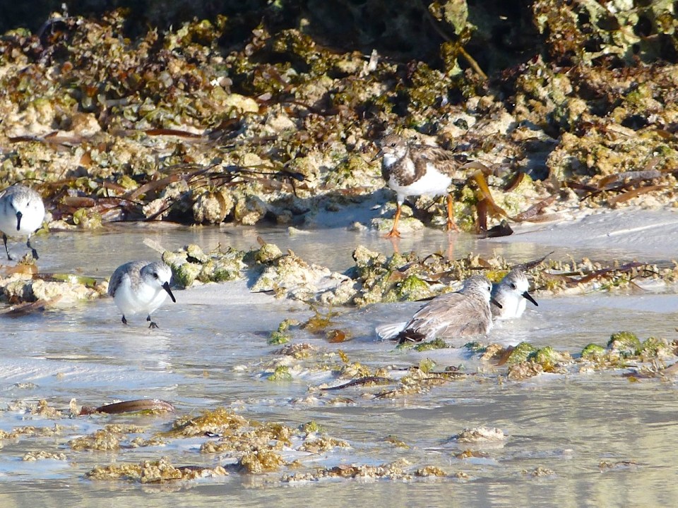 Sanderling Bath Time, Delphi Beach Abaco Bahamas - Keith Salvesen