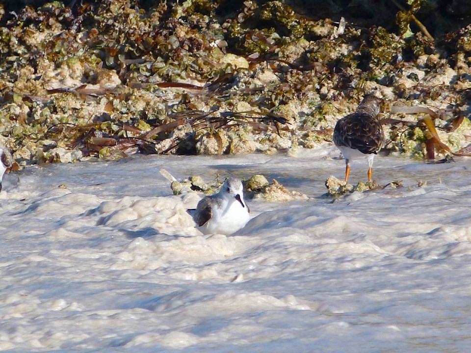Sanderling Bath Time, Delphi Beach Abaco Bahamas - Keith Salvesen