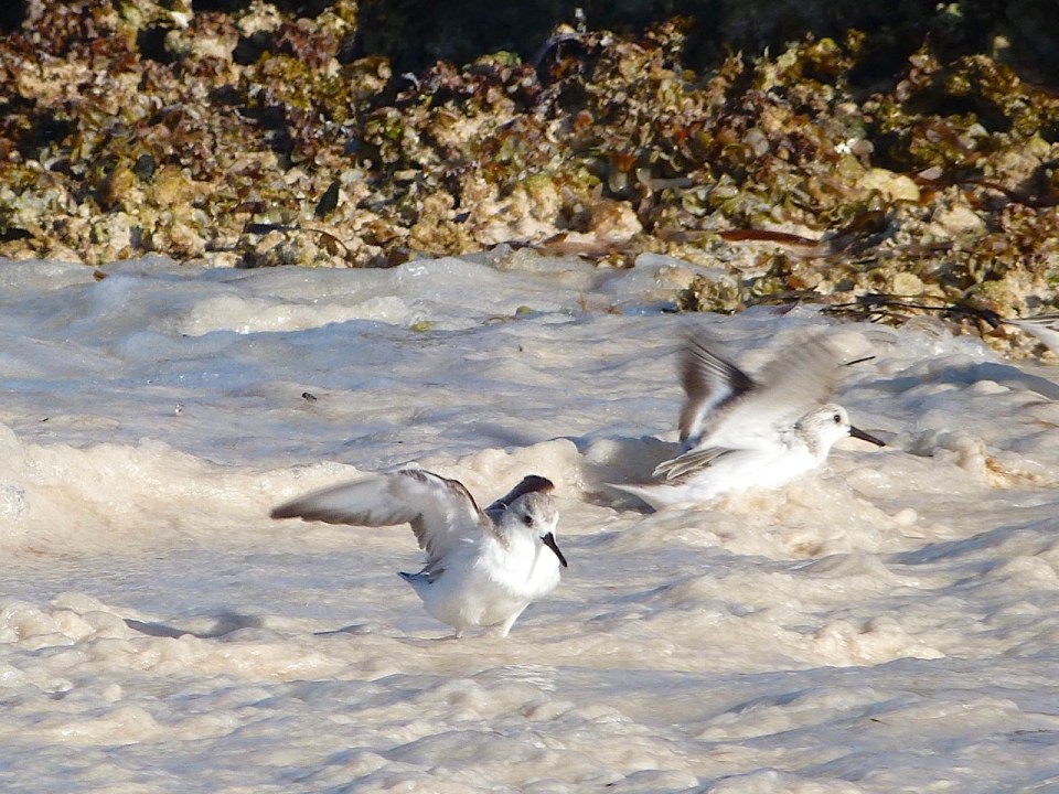 Sanderling Bath Time, Delphi Beach Abaco Bahamas - Keith Salvesen
