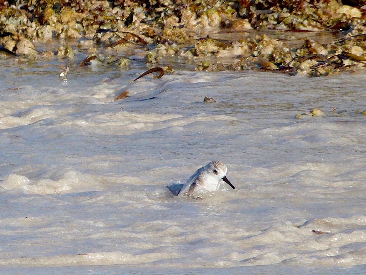 Sanderling Bath Time, Delphi Beach Abaco Bahamas - Keith Salvesen