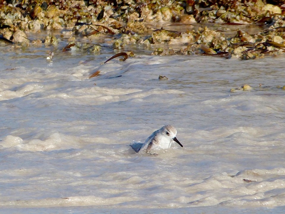 Sanderling Bath Time, Delphi Beach Abaco Bahamas - Keith Salvesen
