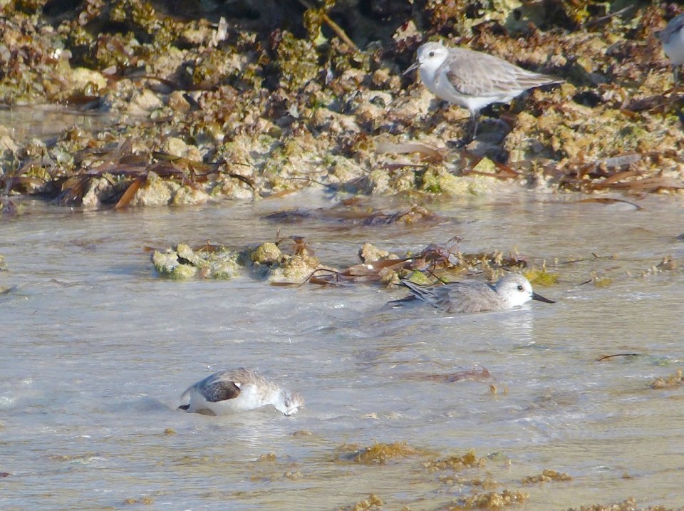Sanderling Bath Time, Delphi Beach Abaco Bahamas - Keith Salvesen