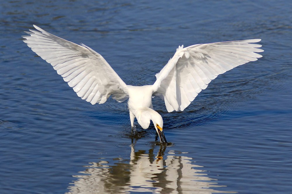 Snowy Egret "snowball-snags-dinner" (Phil Lanoue)