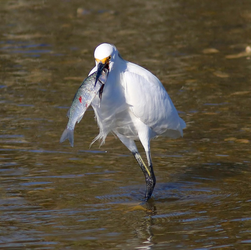 Snowy Egret "snowball-snags-dinner" (Phil Lanoue)