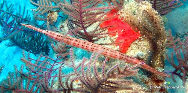trumpetfish-melinda-riger-g-b-scuba