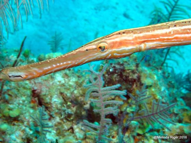 trumpetfishmelinda-riger-gb-scuba