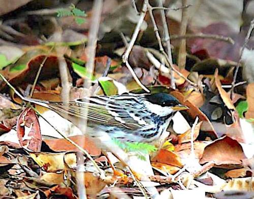 Blackpoll Warbler, Man-o-War Cay, Abaco (Charmaine Albury)