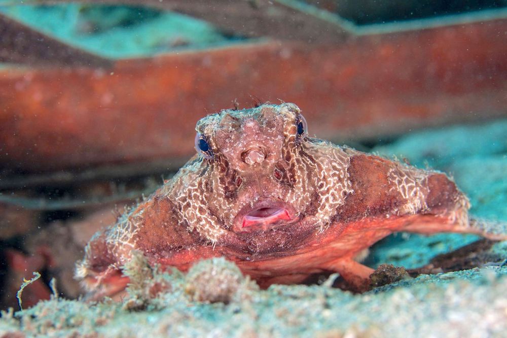 Batfish (Adam Rees / Scuba Works)